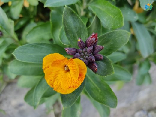 Sarı Şebboy (Erysimum × cheiri): Duvarların Renkli Süsü — inline image