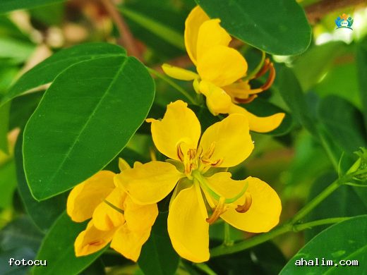 Sarı Senna (Senna occidentalis): Tropiklerin Şifalı Bitkisi — cover