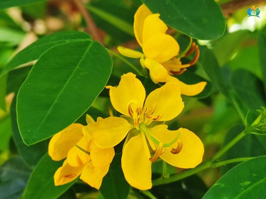 Sarı Senna (Senna occidentalis): Tropiklerin Şifalı Bitkisi — inline image