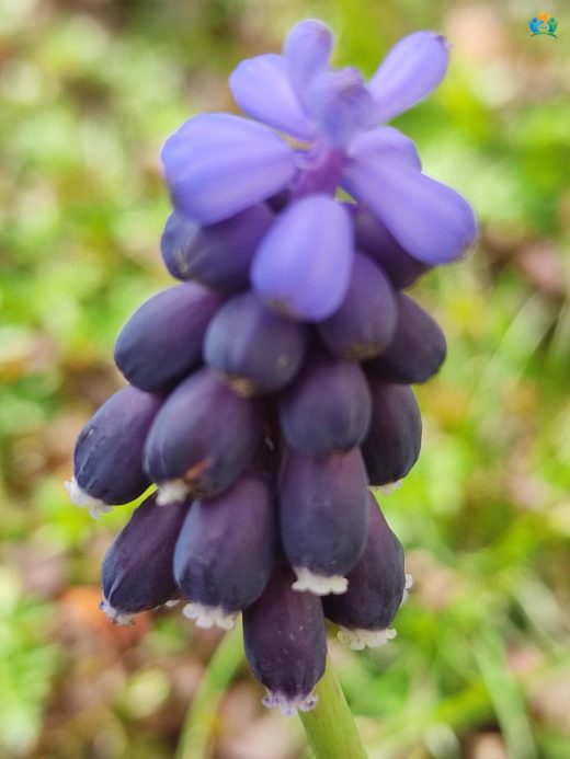 Sarı Sümbül (Leopoldia comosa): Göz Kamaştıran Baharın Habercisi — inline image