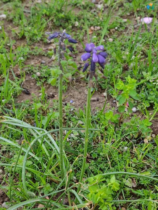 Sarı Sümbül (Leopoldia comosa): Göz Kamaştıran Baharın Habercisi — inline image