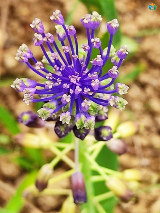 Sarı Sümbül (Leopoldia comosa): Göz Kamaştıran Baharın Habercisi — inline image