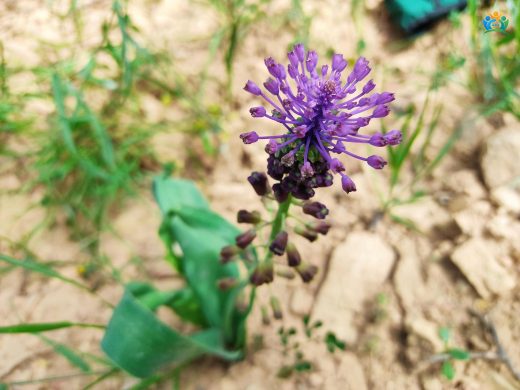 Sarı Sümbül (Leopoldia comosa): Göz Kamaştıran Baharın Habercisi — inline image