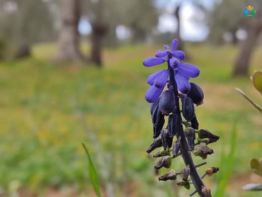 Sarı Sümbül (Leopoldia comosa): Göz Kamaştıran Baharın Habercisi — inline image