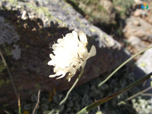 Sarı Uyuz Otu (Scabiosa ochroleuca): Doğadan Bir İlaç ve Süs Bitkisi — inline image
