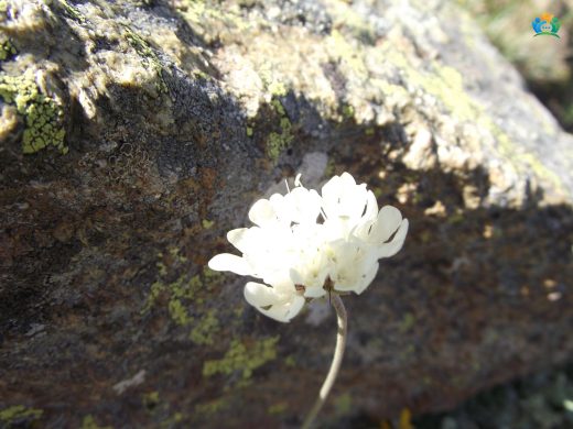 Sarı Uyuz Otu (Scabiosa ochroleuca): Doğadan Bir İlaç ve Süs Bitkisi — inline image