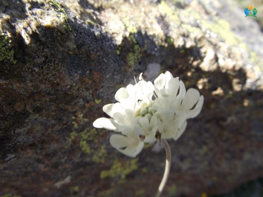 Sarı Uyuz Otu (Scabiosa ochroleuca): Doğadan Bir İlaç ve Süs Bitkisi — inline image