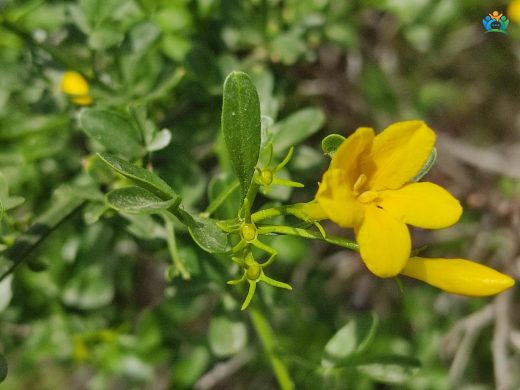 Sarı Yasemin (Jasminum fruticans): Baharın Altın Dokunuşu — inline image