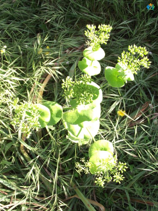 Sarıkörek (Smyrnium perfoliatum L.): Doğal Bir Lezzet ve Şifa Kaynağı — inline image