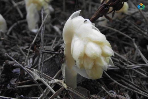 Sarıkuş Yuvağı (Monotropa hypopitys L.): Doğanın İlginç Bir Bitkisi — inline image