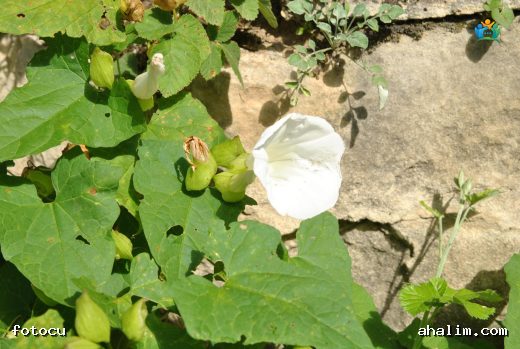 Sarmaşıkların Zarif Güzeli: Convolvulus silvaticus — cover