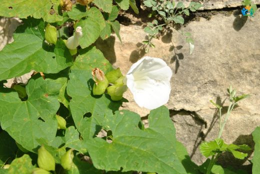 Sarmaşıkların Zarif Güzeli: Convolvulus silvaticus — inline image