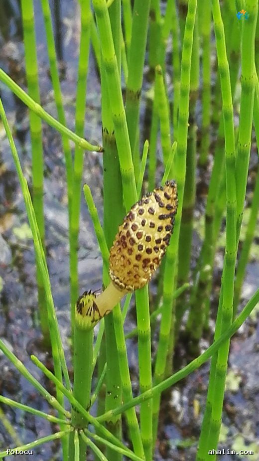 Şavşat Karagöl'ün Gizemli Kuyruğu: Su Kuyrukotu (Equisetum fluviatile) — cover