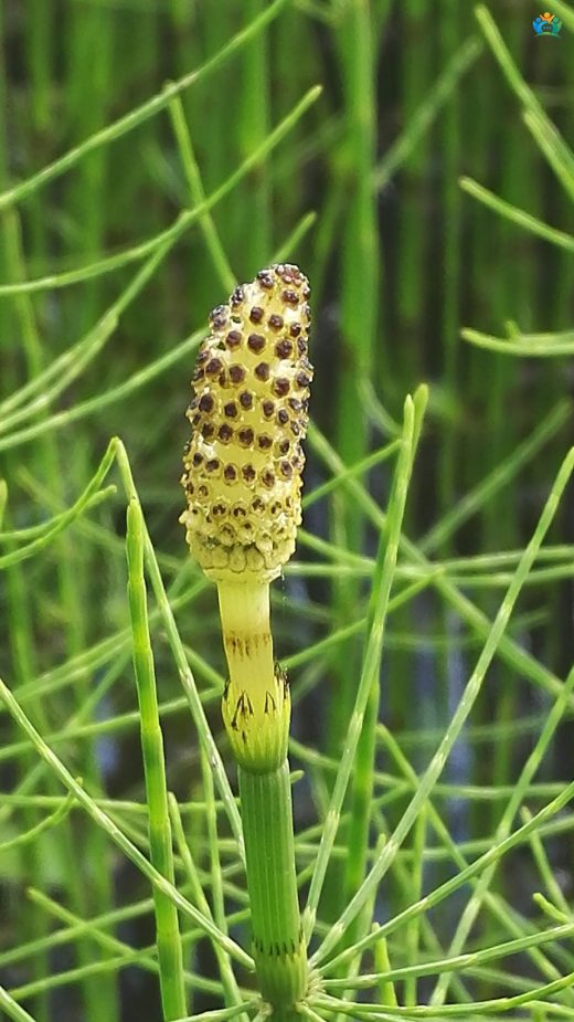 Şavşat Karagöl'ün Gizemli Kuyruğu: Su Kuyrukotu (Equisetum fluviatile) — inline image