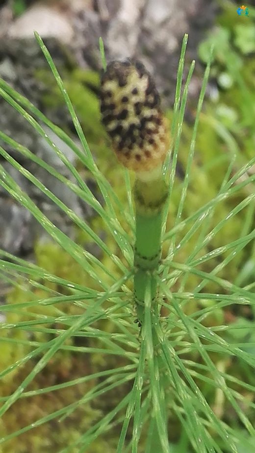 Şavşat Karagöl'ün Gizemli Kuyruğu: Su Kuyrukotu (Equisetum fluviatile) — inline image