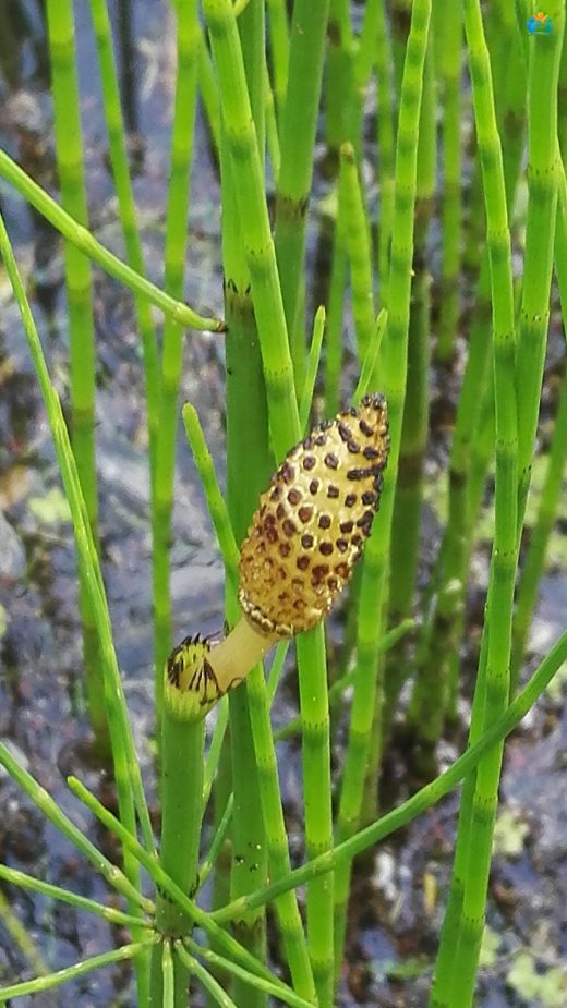 Şavşat Karagöl'ün Gizemli Kuyruğu: Su Kuyrukotu (Equisetum fluviatile) — inline image