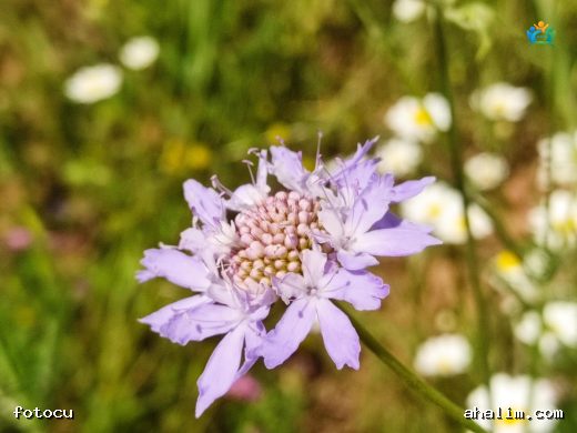 Scabiosa Caucasica (Kafkas Scabiosa): Bahçelerin Şıklığı — cover