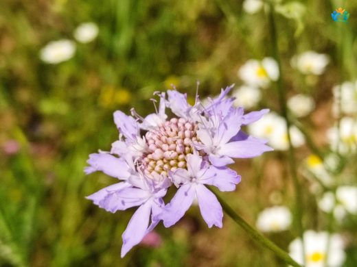 Scabiosa Caucasica (Kafkas Scabiosa): Bahçelerin Şıklığı — inline image