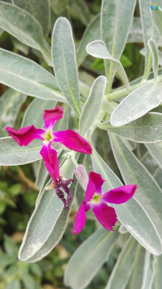 Şebboy (Matthiola incana): Gecenin Kraliçesi — inline image