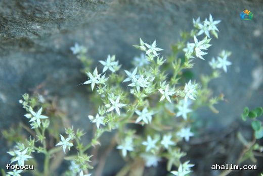 Sedum hispanicum (Damkoruğu): Dayanıklılığın ve Güzelliğin Sembolü — cover
