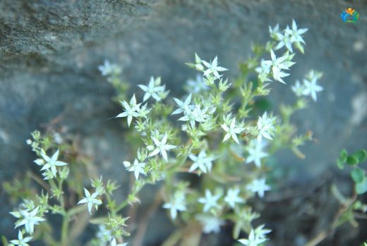 Sedum hispanicum (Damkoruğu): Dayanıklılığın ve Güzelliğin Sembolü — inline image