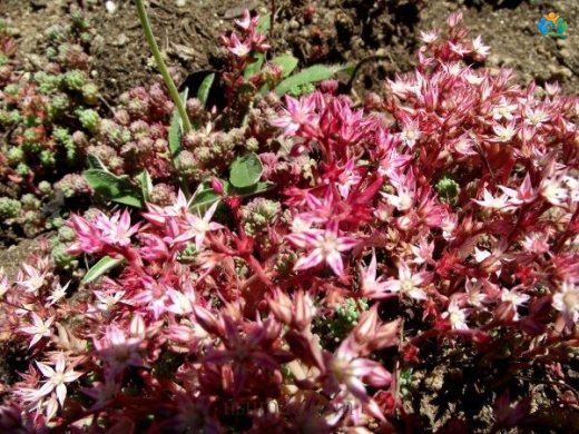 Sedum rubens L.: Kırmızı Kaya Üzümü — inline image