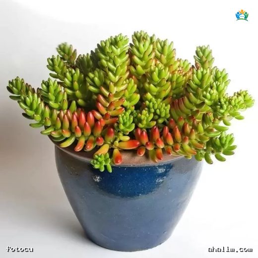 Sedum Rubrotinctum (Jelibon Bitkisi) — cover