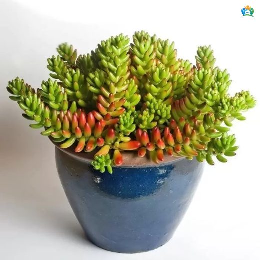 Sedum Rubrotinctum (Jelibon Bitkisi) — inline image