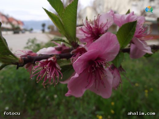Şeftali (Prunus persica): Baharın Lezzetli Meyvesi — cover