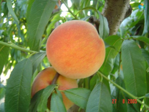 Şeftali (Prunus persica): Baharın Lezzetli Meyvesi — inline image