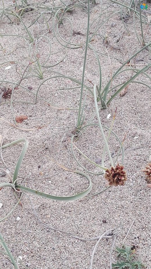 Şehvetotu (Cyperus capitatus): Gizemli Bataklık Bitkisi — inline image