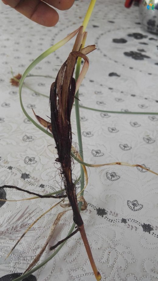 Şehvetotu (Cyperus capitatus): Gizemli Bataklık Bitkisi — inline image