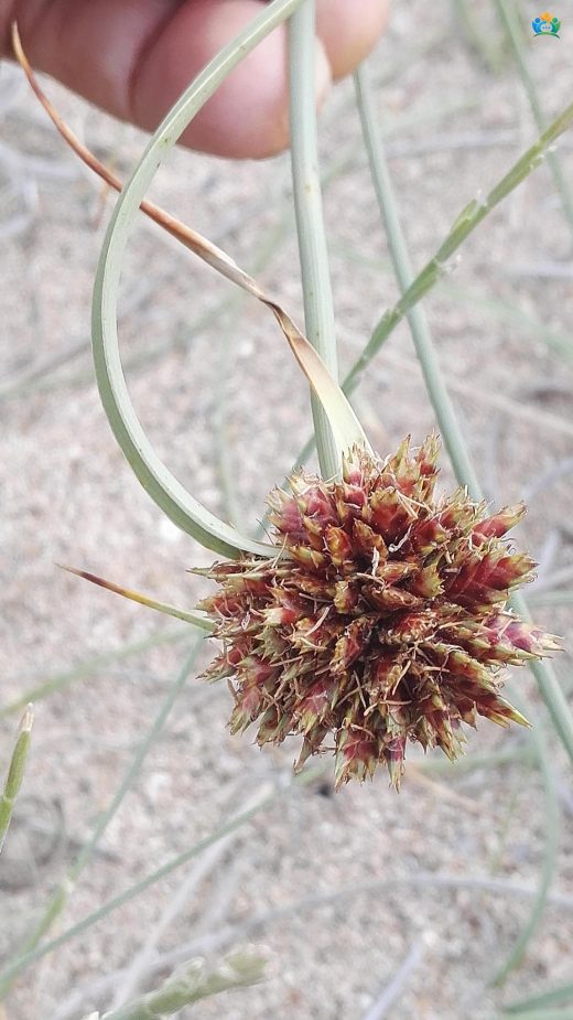 Şehvetotu (Cyperus capitatus): Gizemli Bataklık Bitkisi — inline image