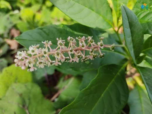 Şekerciboyası (Phytolacca americana): Hem Güzel Hem Tehlikeli Bir Bitki — inline image