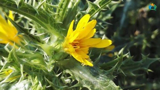 Şevketibostan (Scolymus hispanicus L.) — inline image