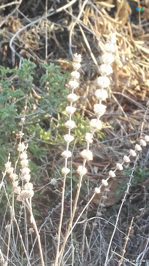Sideritis hirsuta L. — cover