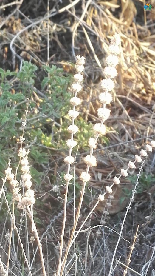 Sideritis hirsuta L. — inline image