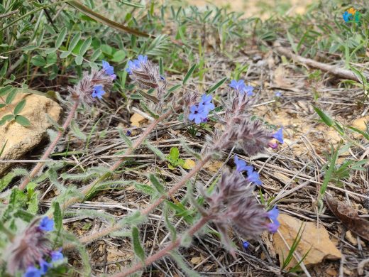 Sığırdili (Anchusa azurea) — inline image
