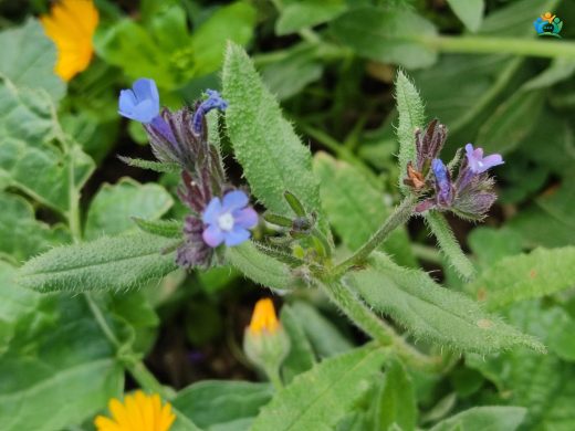 Sığırdili (Anchusa azurea) — inline image