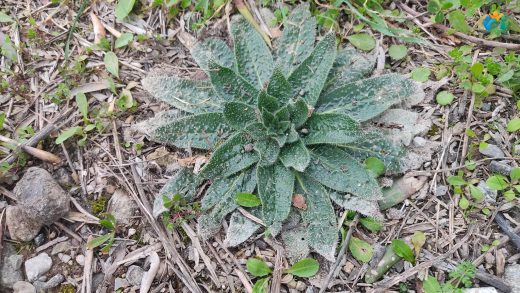 Sığırkuyruğu (Verbascum nigrum L.): Doğanın Şifalı ve Gizemli Hediyesi — inline image