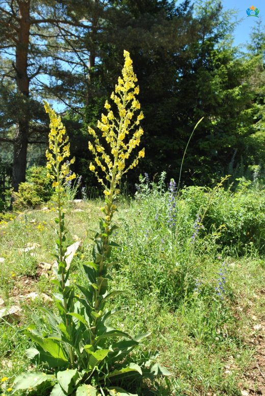 Sığırkuyruğu (Verbascum nigrum L.): Doğanın Şifalı ve Gizemli Hediyesi — inline image