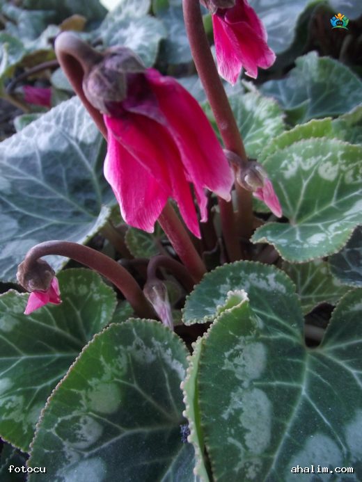 Siklamen (Cyclamen spp.): Kışın Çiçek Açan Güzellik — cover