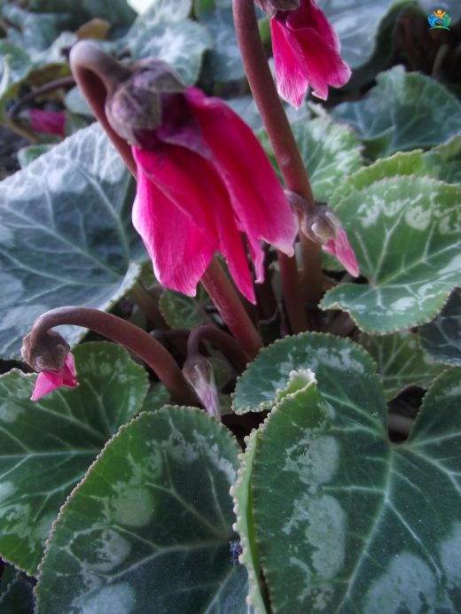 Siklamen (Cyclamen spp.): Kışın Çiçek Açan Güzellik — inline image