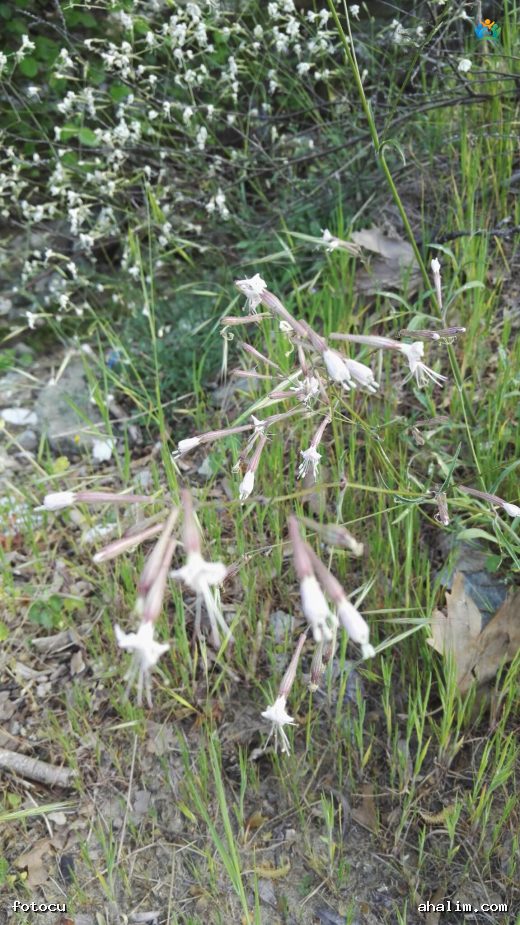 Silene italica (L.) Pers. (İtalyan Nakılı) — cover