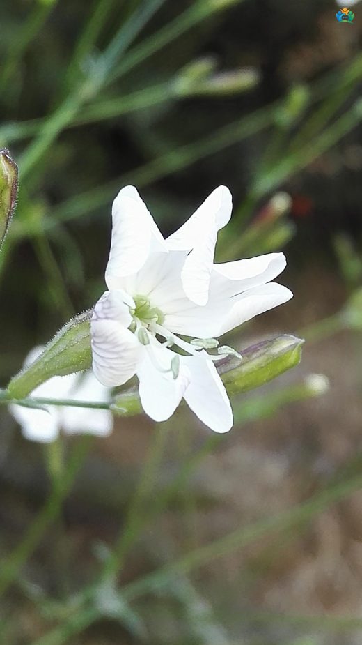 Silene italica (L.) Pers. (İtalyan Nakılı) — inline image