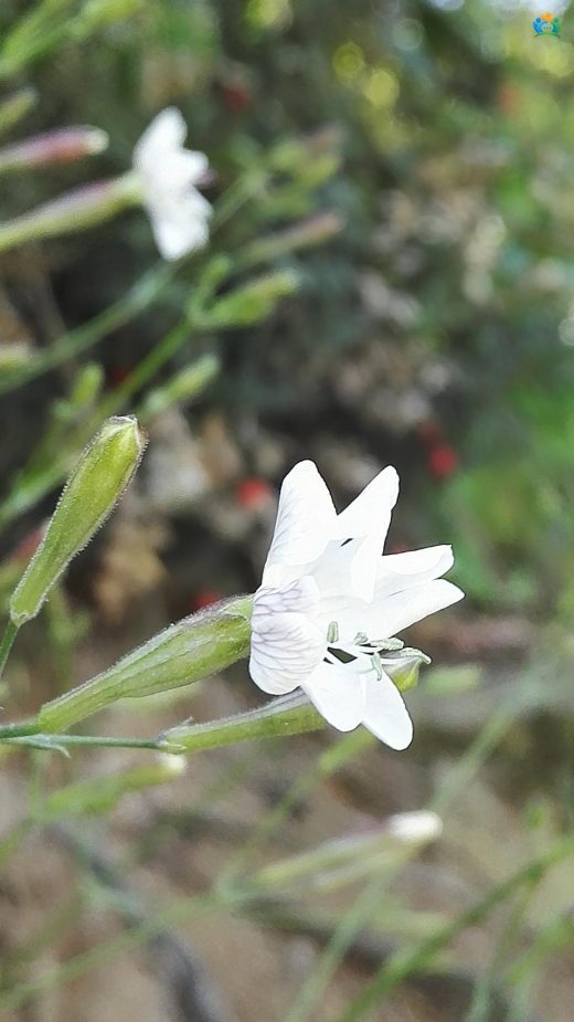 Silene italica (L.) Pers. (İtalyan Nakılı) — inline image