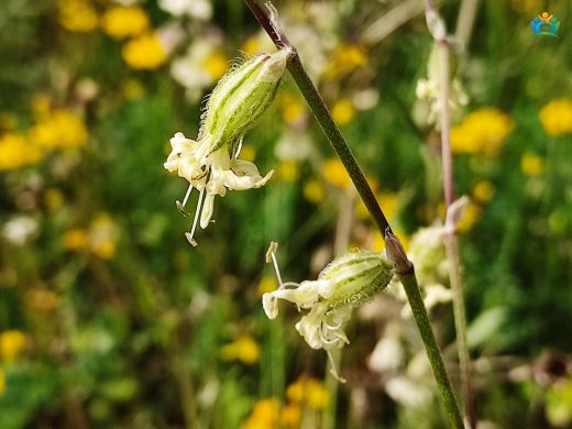 Silene Nutans (Nottingham Yapışkanotu): Gece Kokulu Bir Bitki — inline image