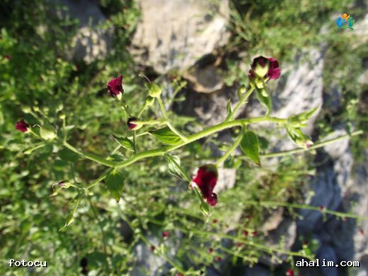 Sıracaotu (Scrophularia): Doğal Tıbbın Gizli Kahramanı — cover