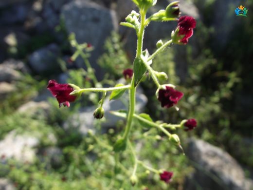 Sıracaotu (Scrophularia): Doğal Tıbbın Gizli Kahramanı — inline image