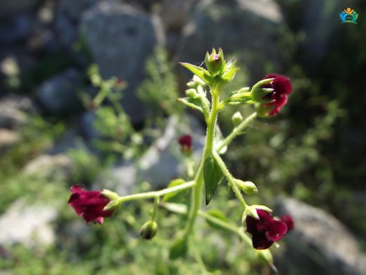 Sıracaotu (Scrophularia): Doğal Tıbbın Gizli Kahramanı — inline image